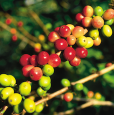 Coffee Plant Coffee Report Risk Management FARMD